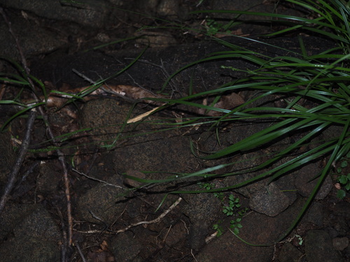 Image of Ribbed sedge by (c) Kevin Faccenda, some rights reserved (CC BY)