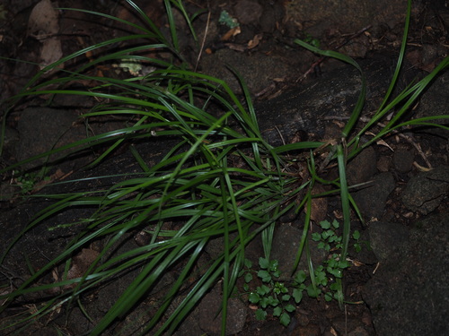 Image of Ribbed sedge by (c) Kevin Faccenda, some rights reserved (CC BY)
