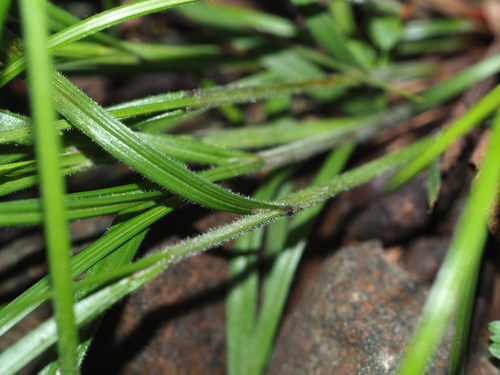 Image of Ribbed sedge by (c) Kevin Faccenda, some rights reserved (CC BY)