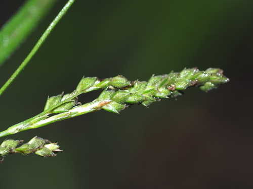 Image of Carex virescens by (c) Kevin Faccenda, some rights reserved (CC BY)
