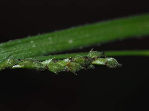 Image of Ribbed sedge by (c) Kevin Faccenda, some rights reserved (CC BY)
