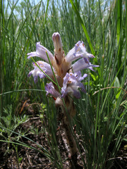 Phelipanche caesia