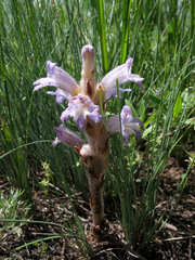 Phelipanche caesia