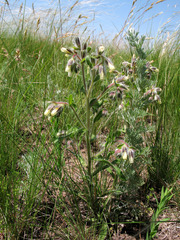 Onosma arenaria