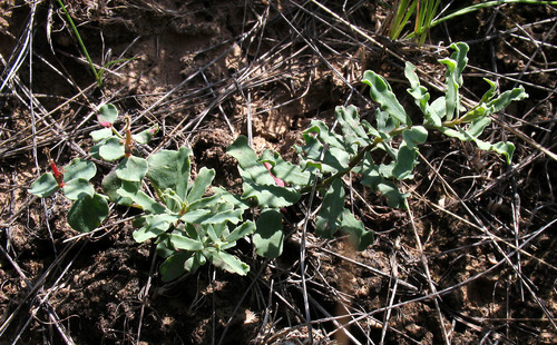 Euphorbia undulata