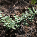 Euphorbia undulata - Photo (c) Sergey Mayorov, μερικά δικαιώματα διατηρούνται (CC BY-NC), uploaded by Sergey Mayorov