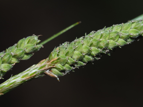 Image of Carex virescens by (c) Kevin Faccenda, some rights reserved (CC BY)