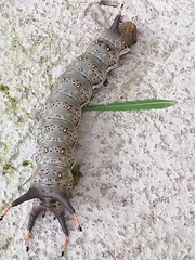 Citheronia brissotii