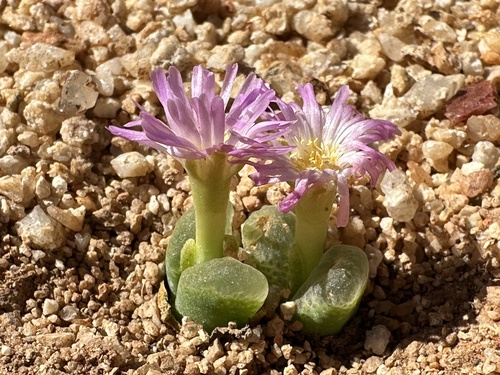 Conophytum devium