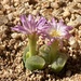 Conophytum devium - Photo (c) Karel du Toit (+2782 4928291), algunos derechos reservados (CC BY-NC), subido por Karel du Toit (+2782 4928291)