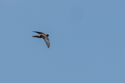 Uniform Swiftlet (Aerodramus vanikorensis), photo 7