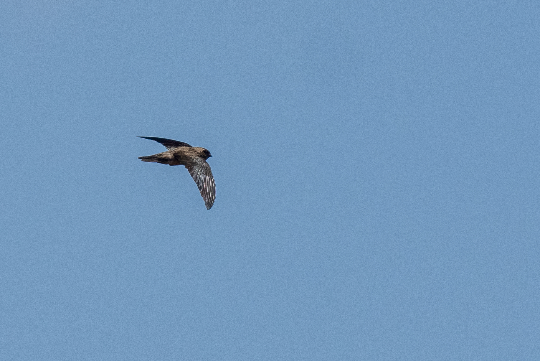 Uniform Swiftlet (Aerodramus vanikorensis), photo 8