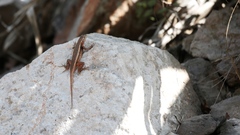 Sceloporus chrysostictus