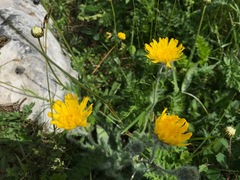Hieracium villosum