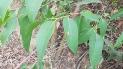 Eucalyptus fastigata