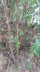 Eucalyptus fastigata