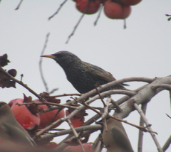 Sturnus vulgaris