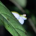 Ranoidea elkeae - Photo (c) kathywalter, algunos derechos reservados (CC BY-NC)