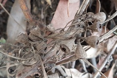 Eucalyptus fastigata