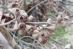 Eucalyptus fastigata