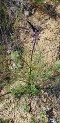 Lupinus truncatus