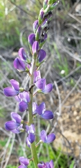 Lupinus truncatus