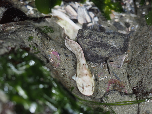 Spotted snailfish (Liparis callyodon) — Liparidae — 3