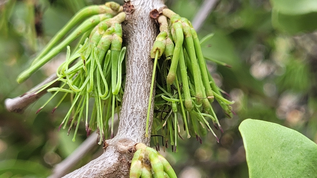 alphitonia mistletoe