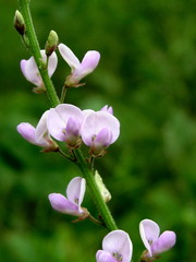 Desmodium sessilifolium