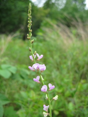 Desmodium sessilifolium