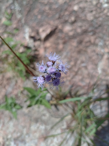 Image of Flat-Top Whiteweed (Ageratum corymbosum) by (c) Humberto Gonzalez Salas, some rights reserved (CC BY)