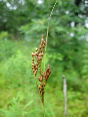 Juncus greenei