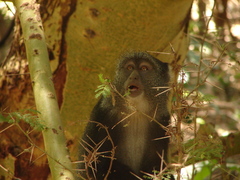 Cercopithecus mitis manyaraensis