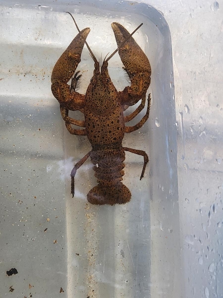 Freckled Crayfish from Short Bend Township, MO, USA on November 11 ...