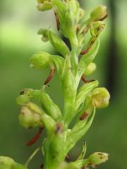 Platanthera flava herbiola