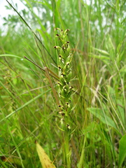 Platanthera flava herbiola