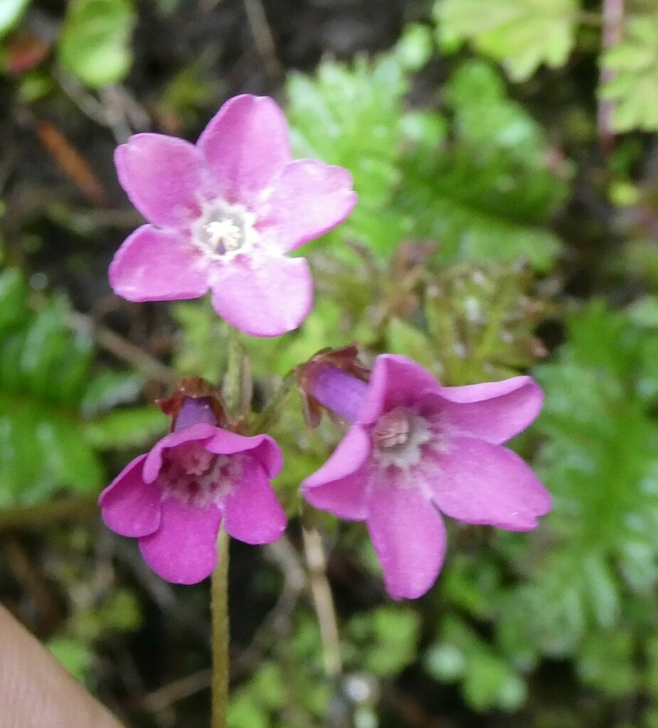 Primula geraniifolia from Cheram, Taplejung, Nepal on June 28, 2022 at ...