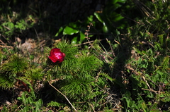 Paeonia tenuifolia