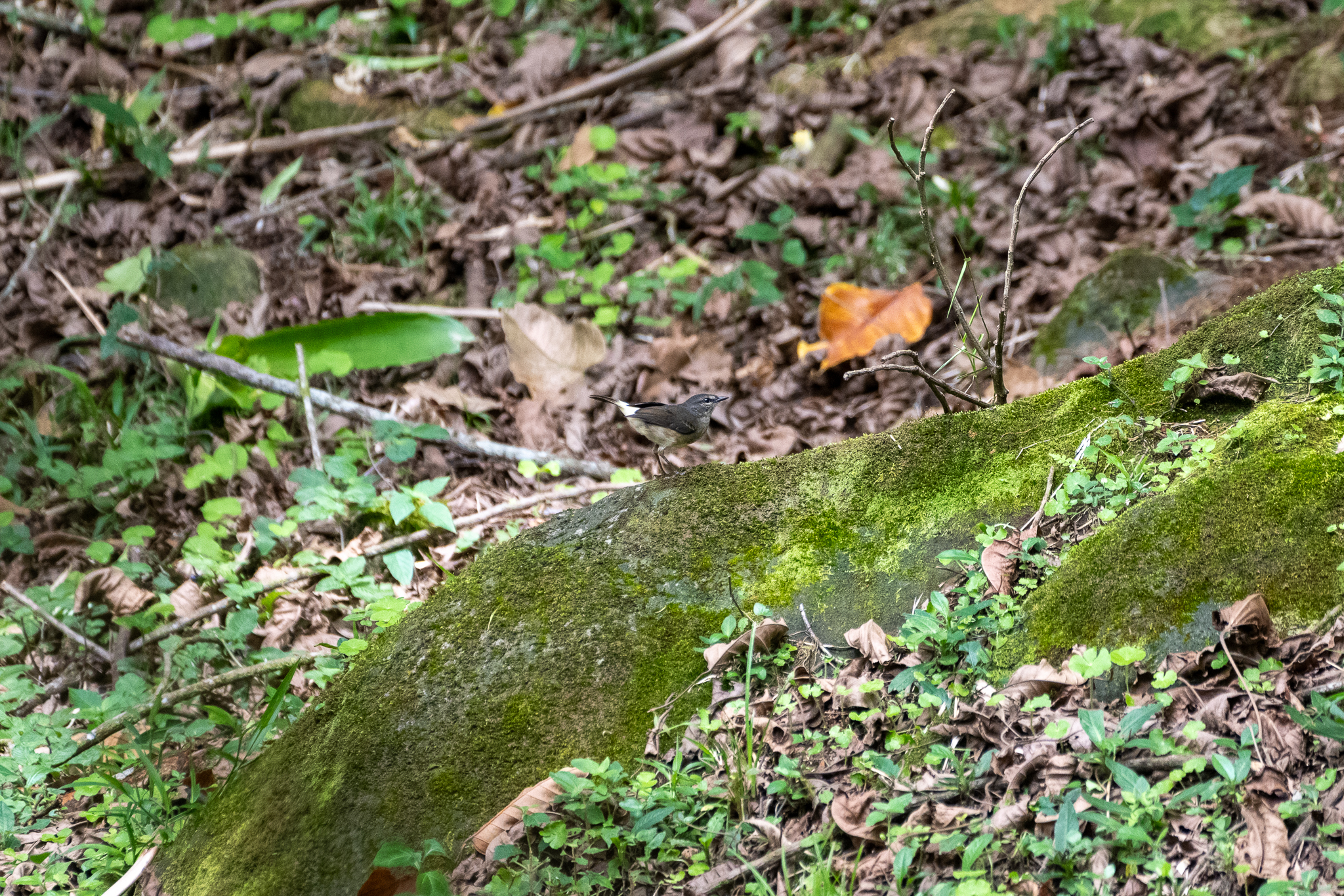 Buff-rumped Warbler (Myiothlypis fulvicauda)