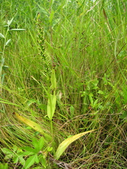 Platanthera flava herbiola