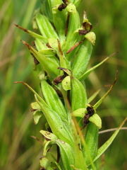 Platanthera flava herbiola