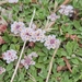 Phyla nodiflora minor - Photo Sem direitos reservados, uploaded by insiderelic