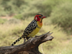 Trachyphonus erythrocephalus