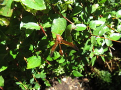 Belonogaster lateritia