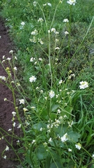 Crambe hispanica
