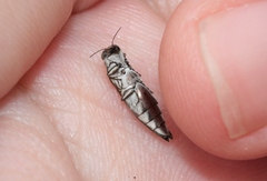 Agrilus quadriguttatus niveiventris