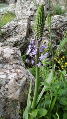Scilla hyacinthoides