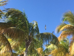 Pelecanus occidentalis