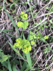 Euphorbia roemeriana