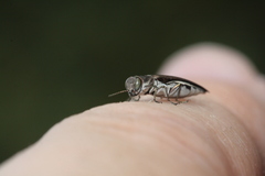 Agrilus quadriguttatus niveiventris